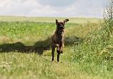 DOGUE ALLEMAND 379